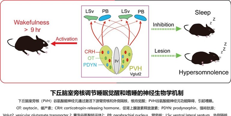 背側紋狀體多巴胺d1受體陽性神經元促進覺醒李聰教授團隊搭建定位